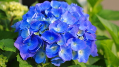 紫陽花Ⅲ