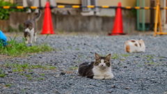 気分は岩合さん Ⅸ