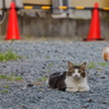 気分は岩合さん Ⅸ