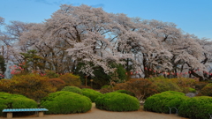 ２０１８夜桜 Ｐａｒｔ８