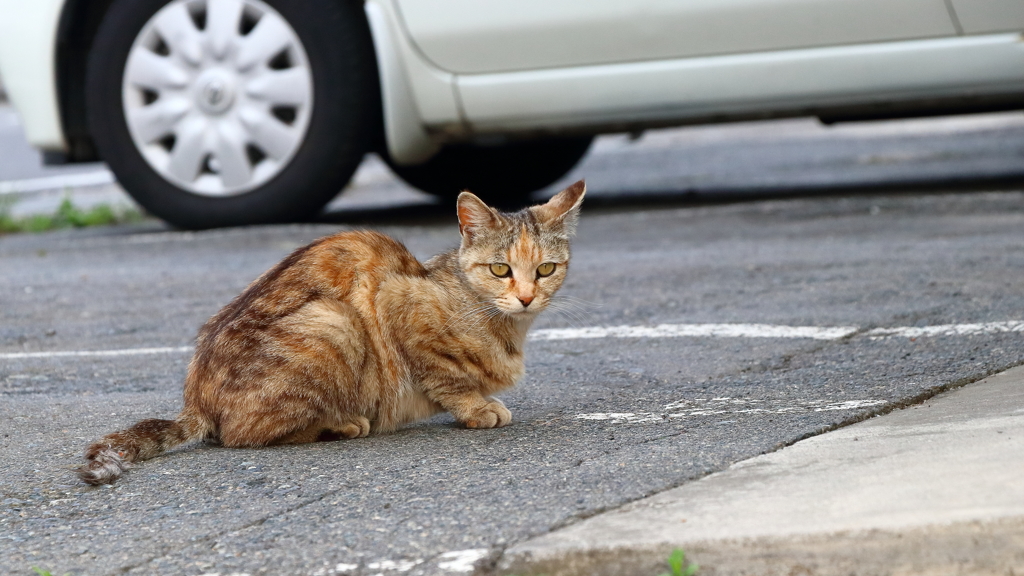 気分は岩合さん Ⅶ