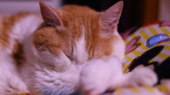 熟睡