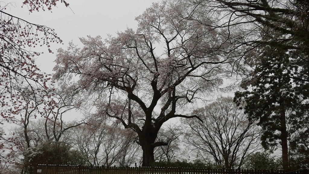 城址の桜 Part5