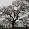 城址の桜 Part5