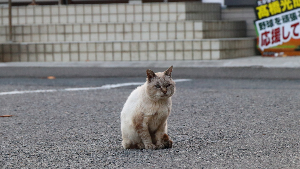 気分は岩合さん！