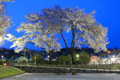 夜桜Ⅻ