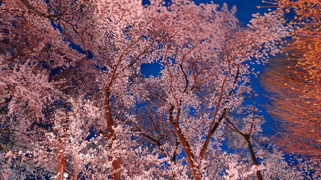 ２０１８夜桜 Ｐａｒｔ５