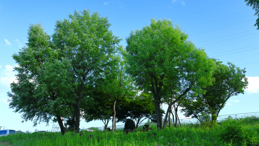 初夏の木々