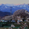 城址の桜 Part2