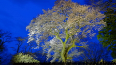 ２０１８夜桜 Ｐａｒｔ１
