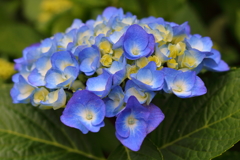 紫陽花Ⅱ