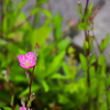 Ｓｍａｌｌ　Ｗｏｒｌｄ Ⅲ