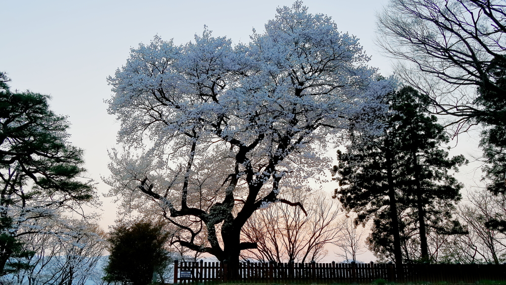 ２０１８夜桜 Ｐａｒｔ６