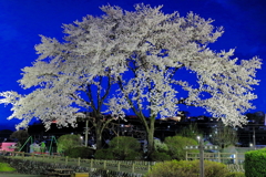 夜桜Ⅳ