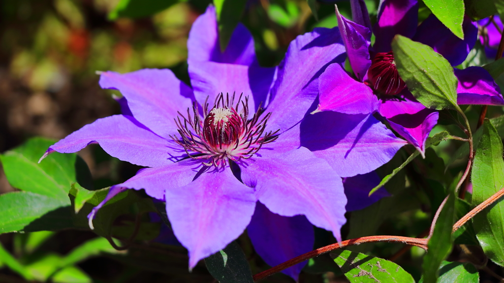 ＤＥＥＰ　ＰＵＲＰＬＥ Ⅱ