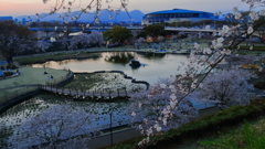 県都の夜桜 Part1