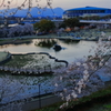 県都の夜桜 Part1