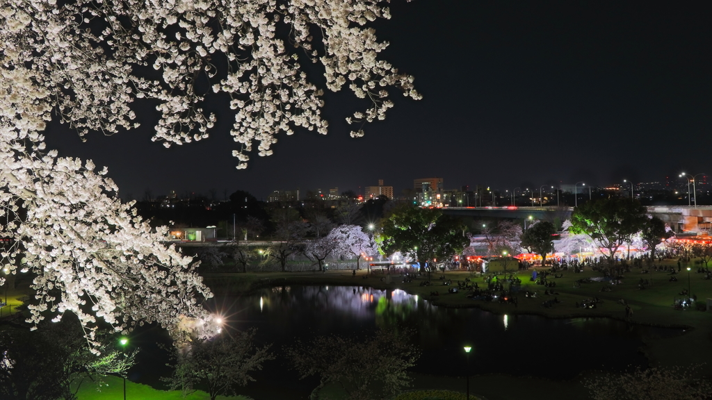 県都の夜桜 Part4