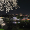 県都の夜桜 Part4