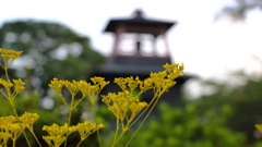 初秋の沼田城址Ⅰ