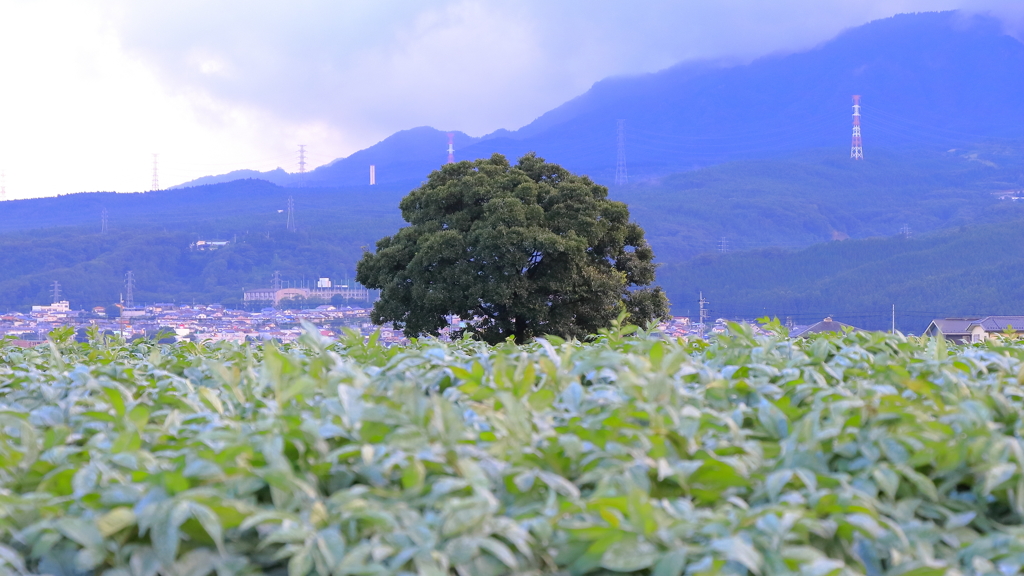 太陽が恋しいⅡ