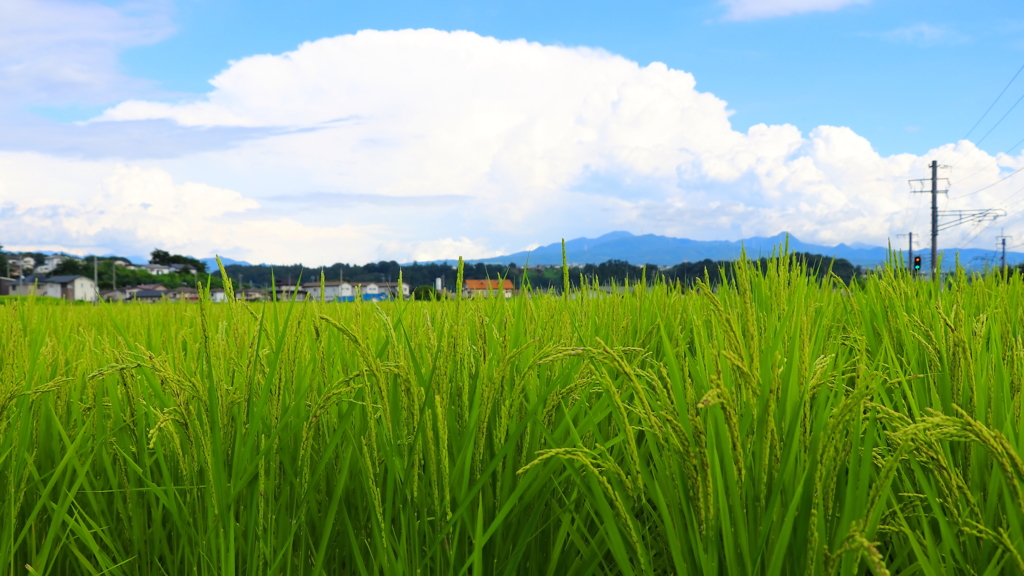 首を垂れる稲穂かな