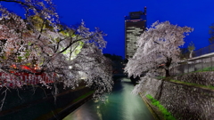 県都の夜桜 Part7