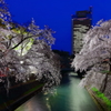 県都の夜桜 Part7