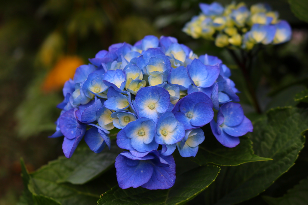 紫陽花Ⅰ