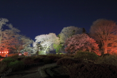 夜桜