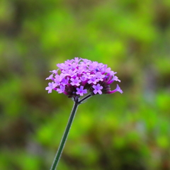 小さな花束