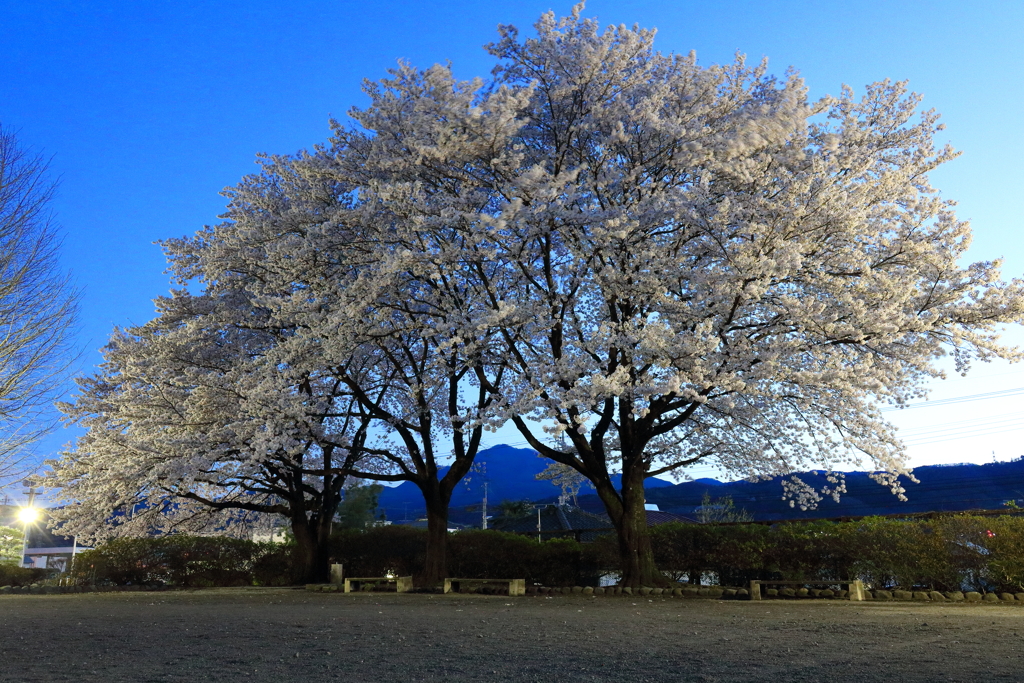 夜桜Ⅲ