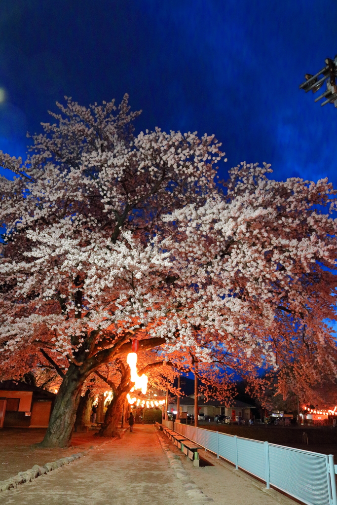 夜桜Ⅹ