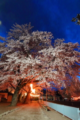夜桜Ⅹ