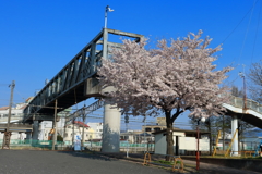 連絡橋さくらVer.