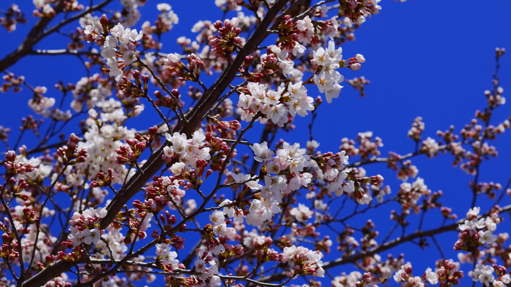 城址の桜 Part10