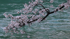 Ｓａｋｕｒａ part３