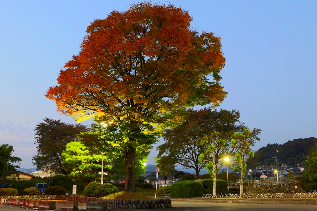 秋色に染まるⅠ