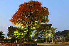 秋色に染まるⅠ