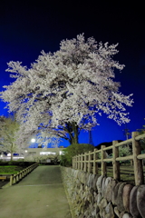 夜桜Ⅴ