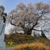 空へはばたく彼岸桜 Ⅱ