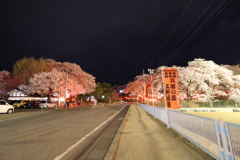 夜桜Ⅺ