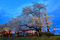 ２０１８夜桜 Ｐａｒｔ２