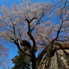 城址の桜 Part8