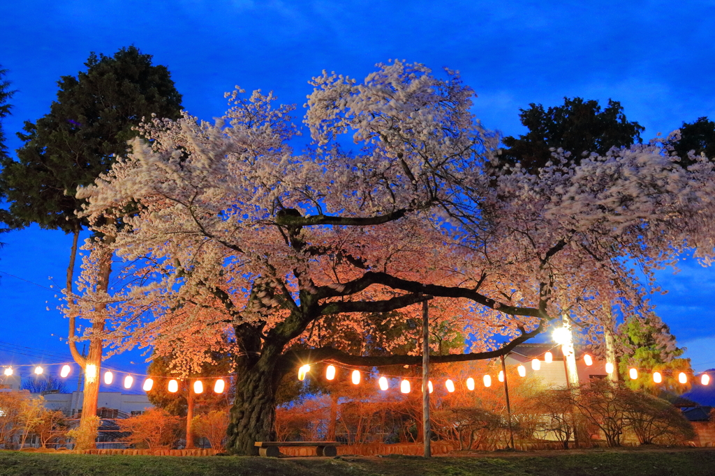 夜桜Ⅶ
