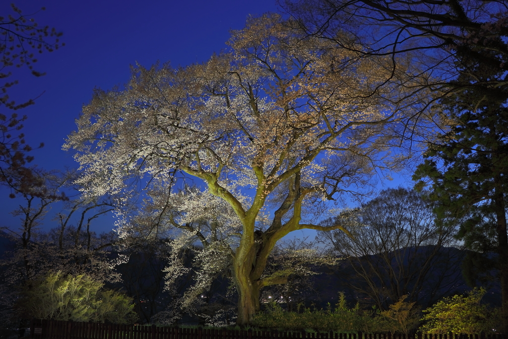 城址の桜 Part11