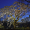 城址の桜 Part11