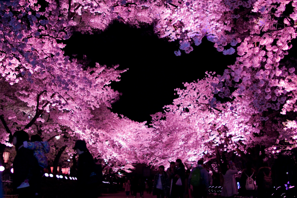 ハートの夜桜