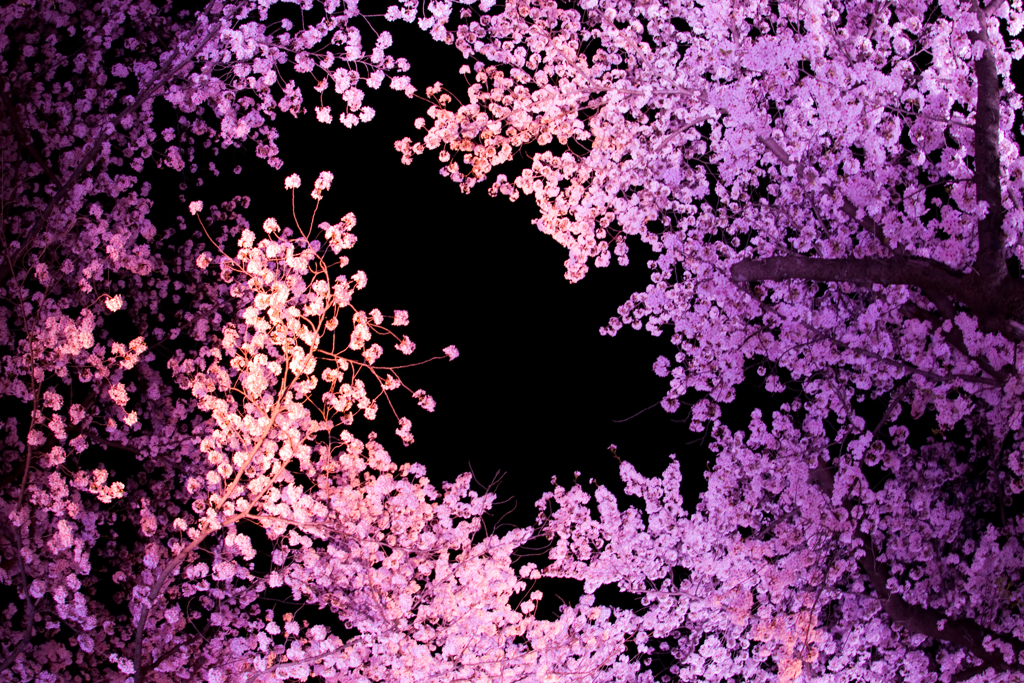 空一面の桜道