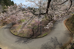 桜坂